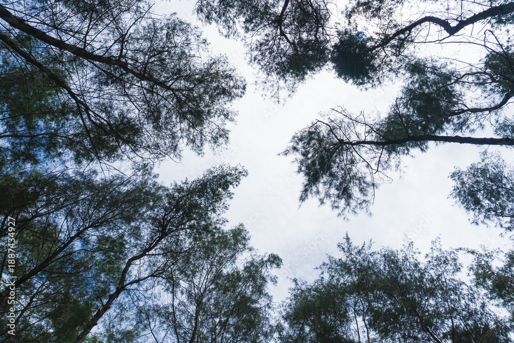 Fototapeta premium Looking up through the dense, needle-like foliage of Casuarina trees against a bright sky. The dark, tall silhouettes of the canopy