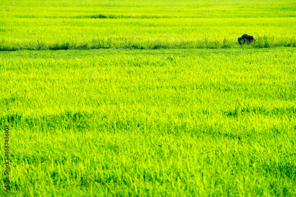 Obraz premium Lush Green Rice Field Under Bright Sunlight in Rural Landscape
