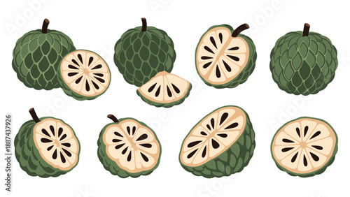 Realistic illustration of custard apples known as sugar apples or cherimoya showing whole fruit and sections with black seeds on white.