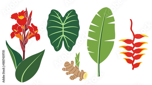 Colorful flat vector tropical plants and roots illustration canna lily alocasia banana leaf ginger heliconia.