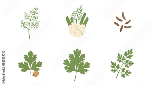 Illustrative Collection of Fresh Green Herbs and Aromatic Brown Spice Seeds.