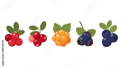 Assortment of vibrant illustrated wild berries with green leaves featuring cranberries cloudberries and blueberries.