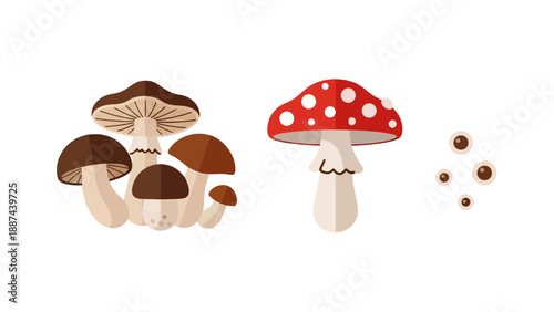 Colorful flat design illustration of various mushrooms featuring a red spotted fly agaric and a cluster of brown fungi.