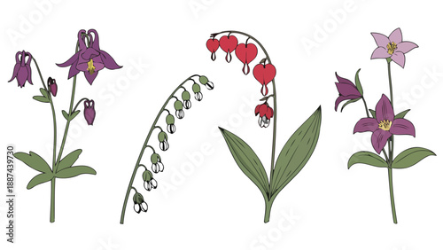 Vibrant HandDrawn Botanical Illustration of Diverse Garden Flowers Columbine Bleeding Heart Lily of the Valley Trillium.
