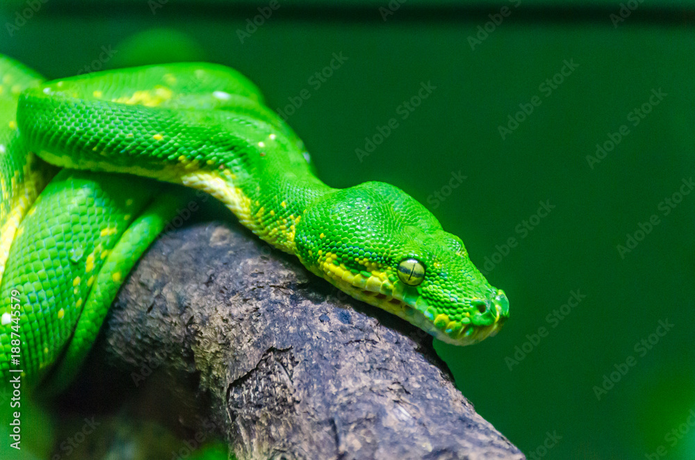 Fototapeta premium green tree python