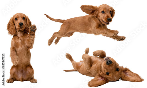 Konstfotografi collage of a cute cocker spaniel puppy showing various playful poses: standing and waving, jumping in the air, and rolling on its back