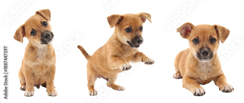 three adorable, curious puppy poses: sitting, playing, and resting on a transparent background.