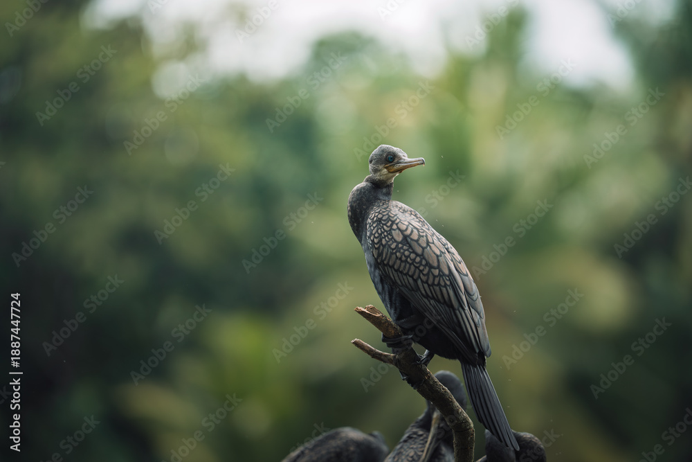 Obraz premium Indian Cormorant perched on a branch by the Mahaweli River in Sri Lanka