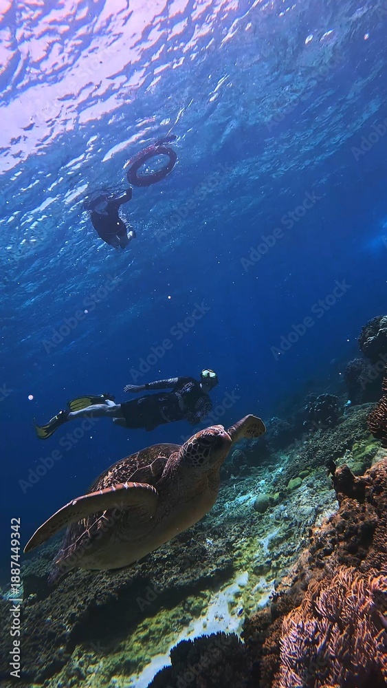 Obraz premium Green sea turtle or Chelonia mydas swimming in deep blue waters with snorkelers in the distance above. Apo Island, Dauin, Negros Oriental, Philippines