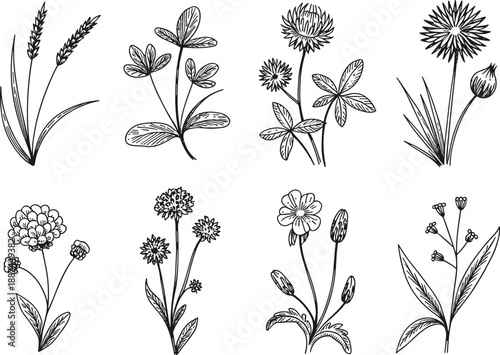 Hand drawn wildflowers line art set botanical floral illustrations black ink meadow plants vintage sketch collection for coloring book tattoo decor design