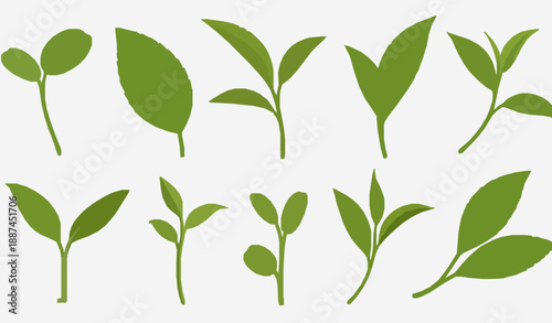 Realistic 3D Botanical Tea Leaves and Sprouts Vector Set for Eco and Vegan Design
