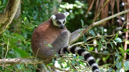 A ring-tailed lemur (Lemur catta) rests on the tree branch under the shade, curiously looking around the surroundings, close up shot.