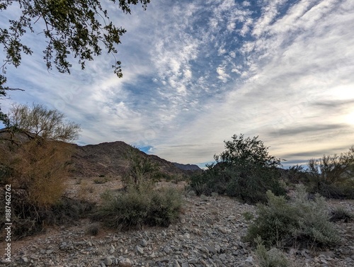 Sonora Desert Yuma Arizona Reference Photo