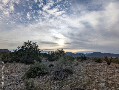 Sonora Desert Yuma Arizona Reference Photo