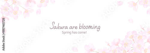 白地に繊細な桜の花のベクターイラスト