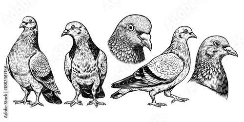 Pigeon Illustration Set, Black and White Bird Line Art Collection