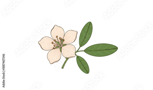 Tableau sur toile Shami Flower Botanical Vector Illustration with Leaves Prosopis Cineraria Isolat