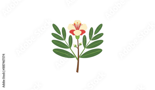 Obraz na plátně Shami Flower and Leaves Flat Icon Vector Prosopis Cineraria Nature Symbol