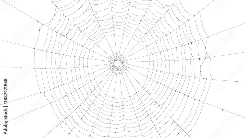 Obraz premium Spider Web Isolated on White Background
