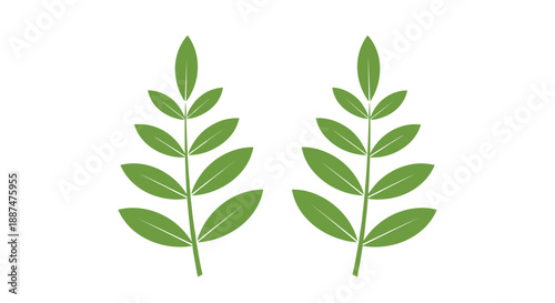 Two identical green leafy branches with several small oval leaves arranged symmetrically on a white background.