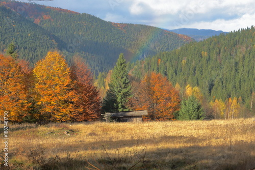 autumn forest in the mountains