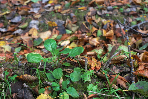Frog in autumn leaves