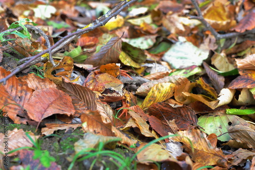 Frog in autumn leaves