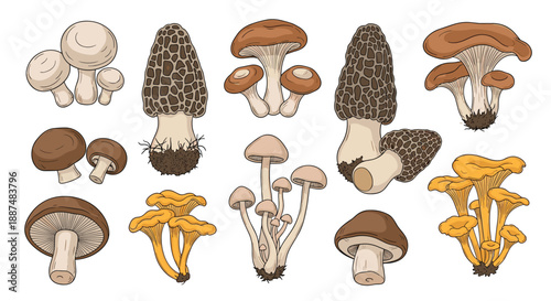 Detailed scientific illustrations of different edible mushroom species like morels and chanterelles with realistic natural textures.