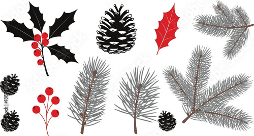 Winter botanical illustration set with pine branches holly leaves red berries pinecones and festive seasonal nature elements