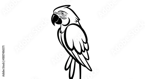 Black and white parrot illustration on white background vector art