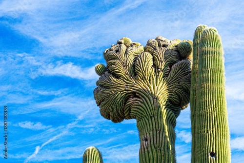 Obraz na plátne Closeup of a saguaro cactus with an unusual fan-like mutation called fasciation