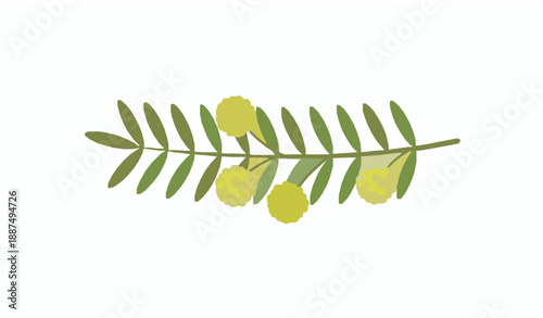 Quadro su tela Persian mesquite Shami flower and leaves flat vector illustration isolated on wh