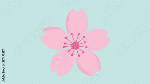 Pink Cherry Blossom Flower Isolated on Light Blue Background
