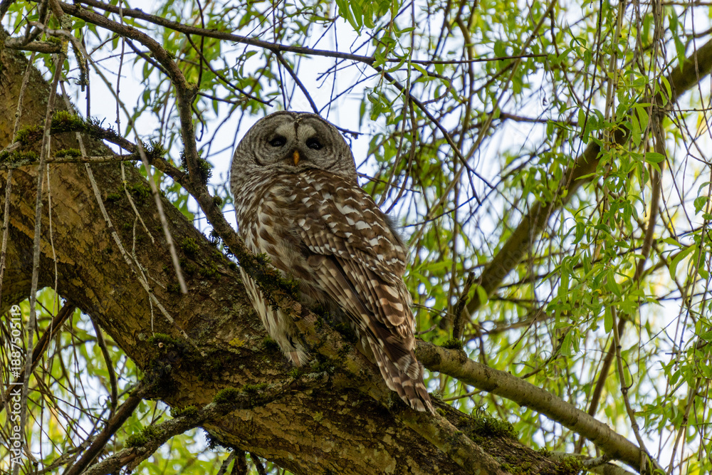 Fototapeta premium Spotted eagle owl high in tree, a bird sits on a tree branch