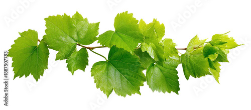 Vibrant Green Grape Vine Branch with New Growth, Studio Lighting, Isolated on Transparent Background