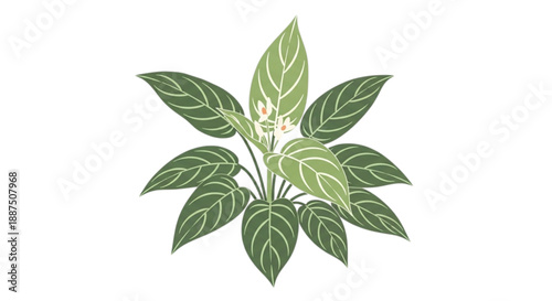 Aglaonema: An ornamental plant with small white flowers.

