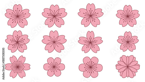 Collection of delicate pink cherry blossom flowers on white background, vector illustration