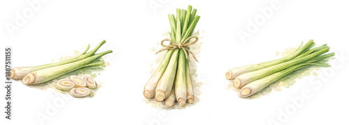 Thai Lemongrass Stalks Watercolor Illustration Isolated on Transparent Background