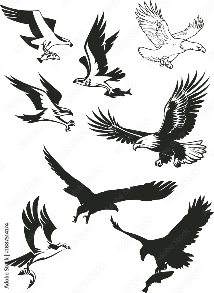 Fototapeta premium Majestic Flying Eagle Silhouettes and Predatory Hawk Vector Art