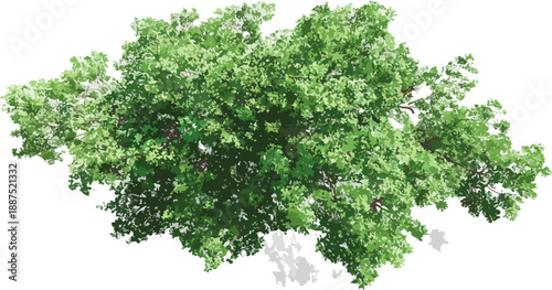 Árvore verde frondosa com folhas detalhadas e sombra projetada, isolada em fundo transparente.