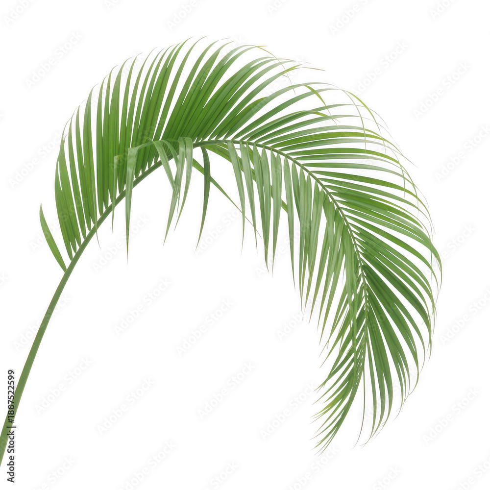 Obraz premium Single palm leaf against white background