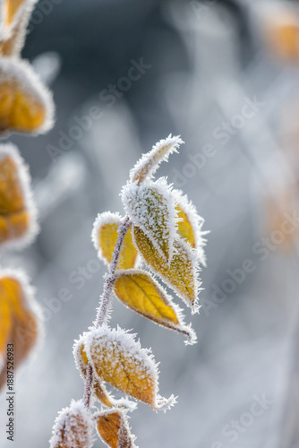 Frosty buds on a plant, emphasizing icy textures and a serene background. Cap...