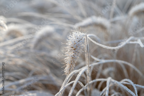 Close-up of frost-covered grass blade in a winter setting.