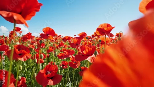 Moving Through a Field of Bright Red Poppies Blooming Under a Clear Blue Sky