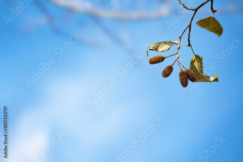 Photos Fruits of Japanese green alder against the wide blue sky.