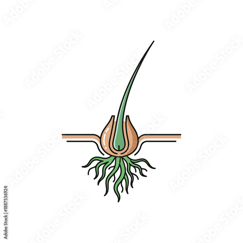 Human Hair Follicle Anatomy Cross-Section Illustration for Biological and Medical Study