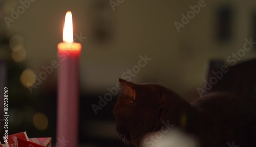 Candlelit Serenity: A cozy scene unfolds as a lit candle casts a warm glow, with a domestic cat in the frame, evoking feelings of calm and comfort. 