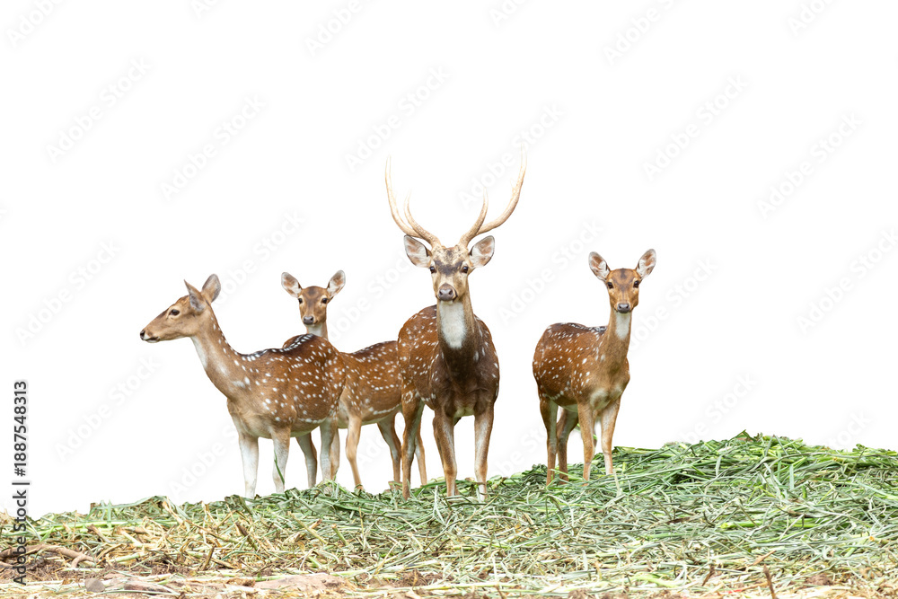 Fototapeta premium Cute brown stag buck with antlers isolated on a white background or wild reindeer animal silhouette in the forest for a nature wildlife 