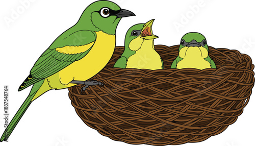 Green Bird Feeding Two Hungry Chicks in a Brown Woven Nest Vector Illustration for Nature Education Childrens Books and Wildlife Conservation Graphic Designs