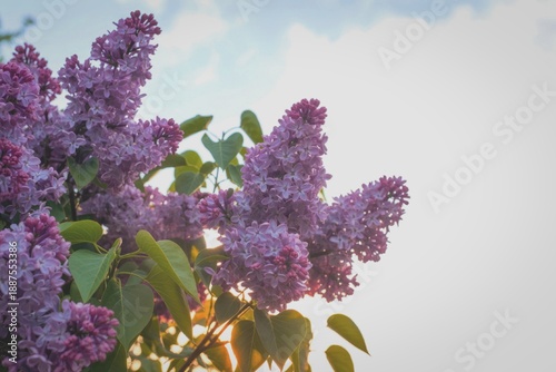 Purple lilacs blooming against a clear sky
